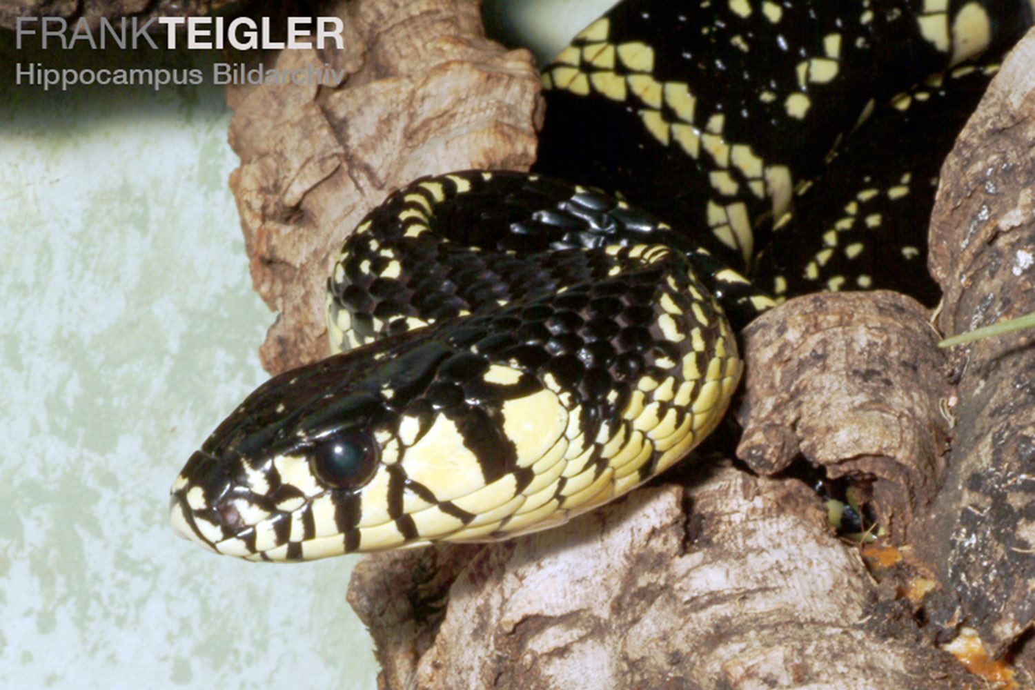 Reptiles del Ecuador