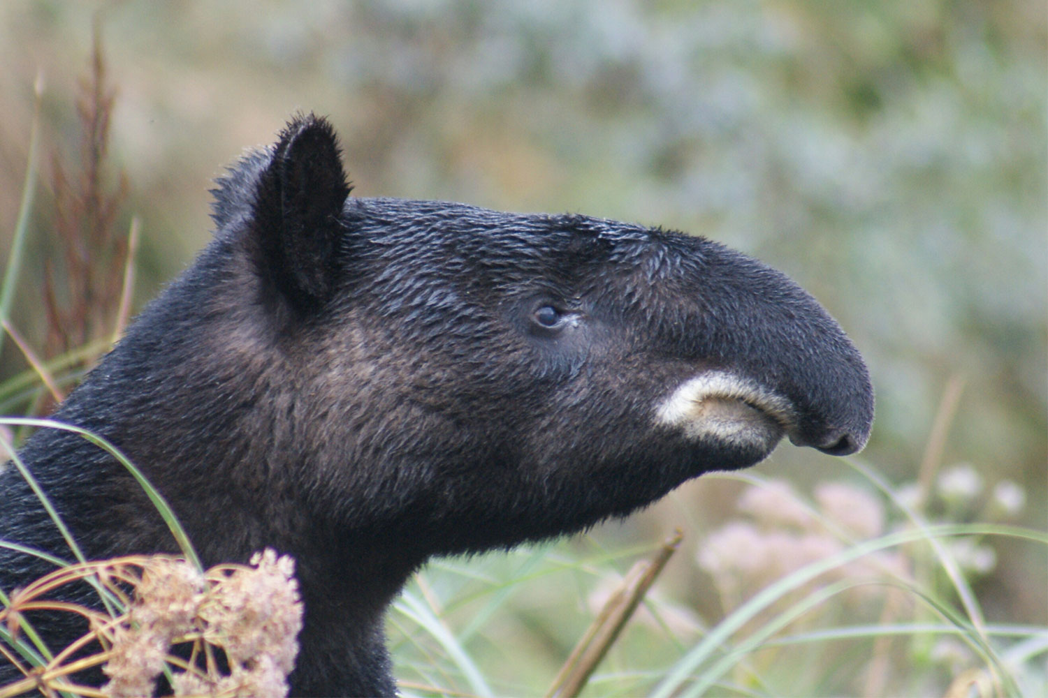 Tapirus pinchaque