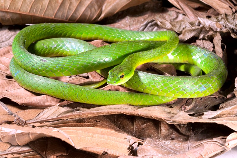 leptophis ahaetulla