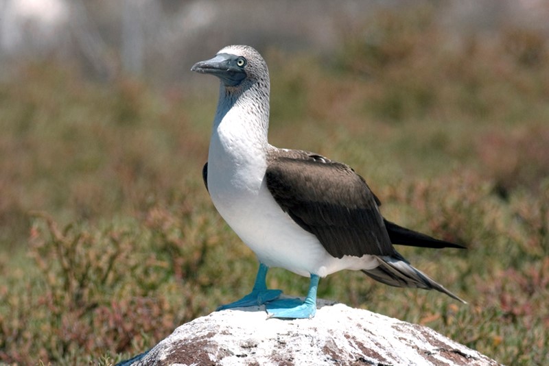 piquero de patas azules