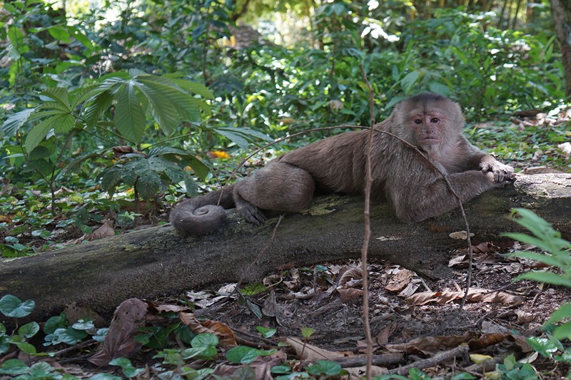 Mono capuchino blanco :: Zoo Bioparque Amaru :: Cuenca - Ecuador