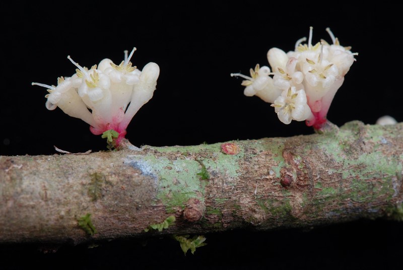 Stylogyne longifolia