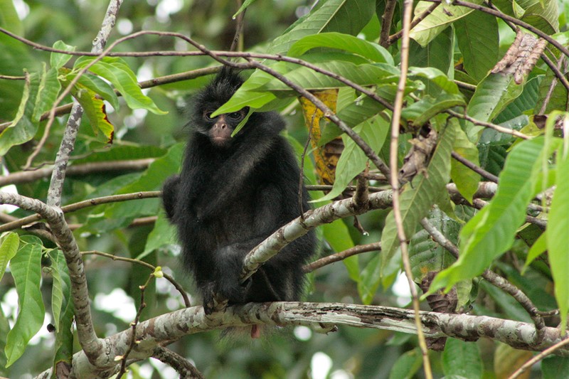 Datos de Mono verde, dieta, hábitat e imágenes en