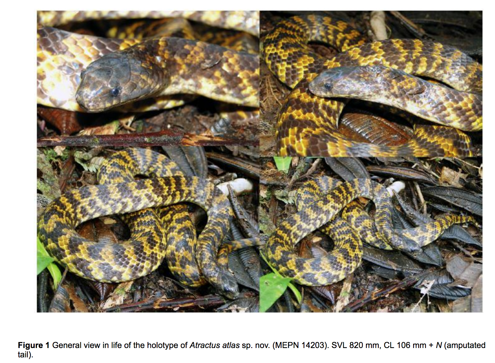 Noticias De Reptiles Ecuador