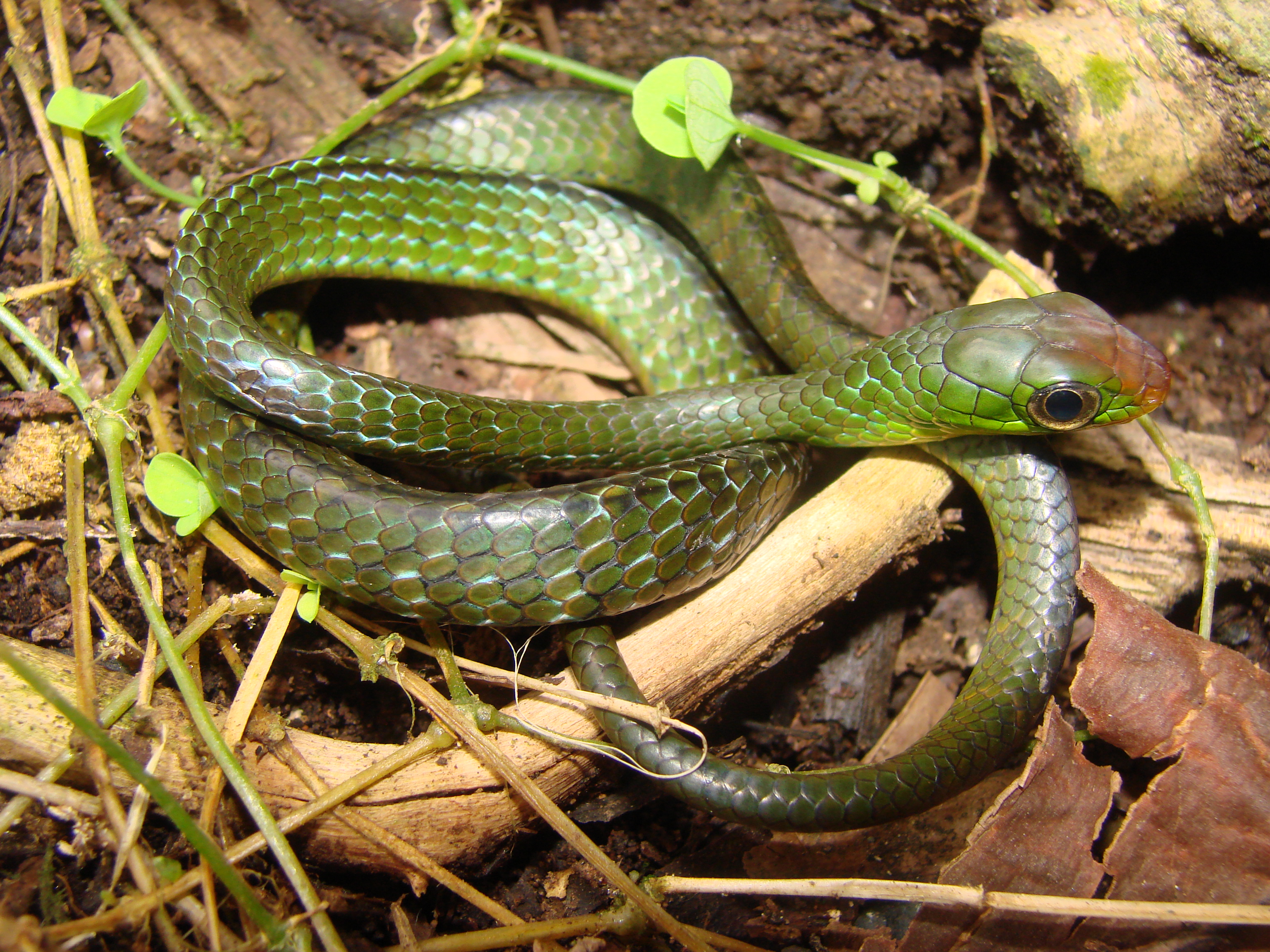 Reptiles Ecuador