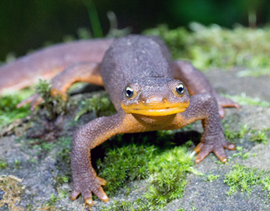 Bioweb Ecuador